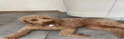 Cockapoo dogs for sale: Last beautiful little girl - Advert 7
