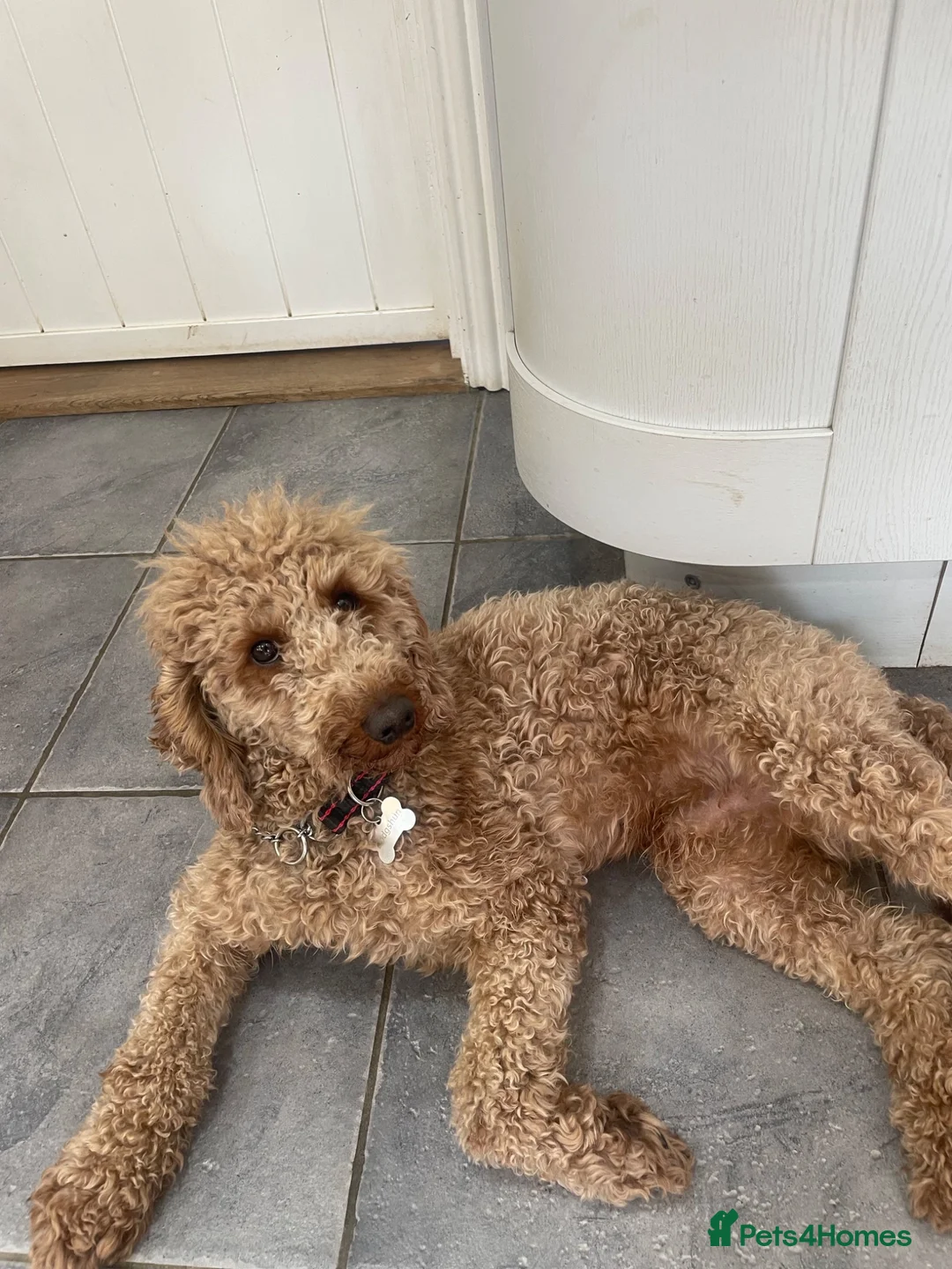 Cockapoo dogs for sale: Last beautiful little girl - Advert 7
