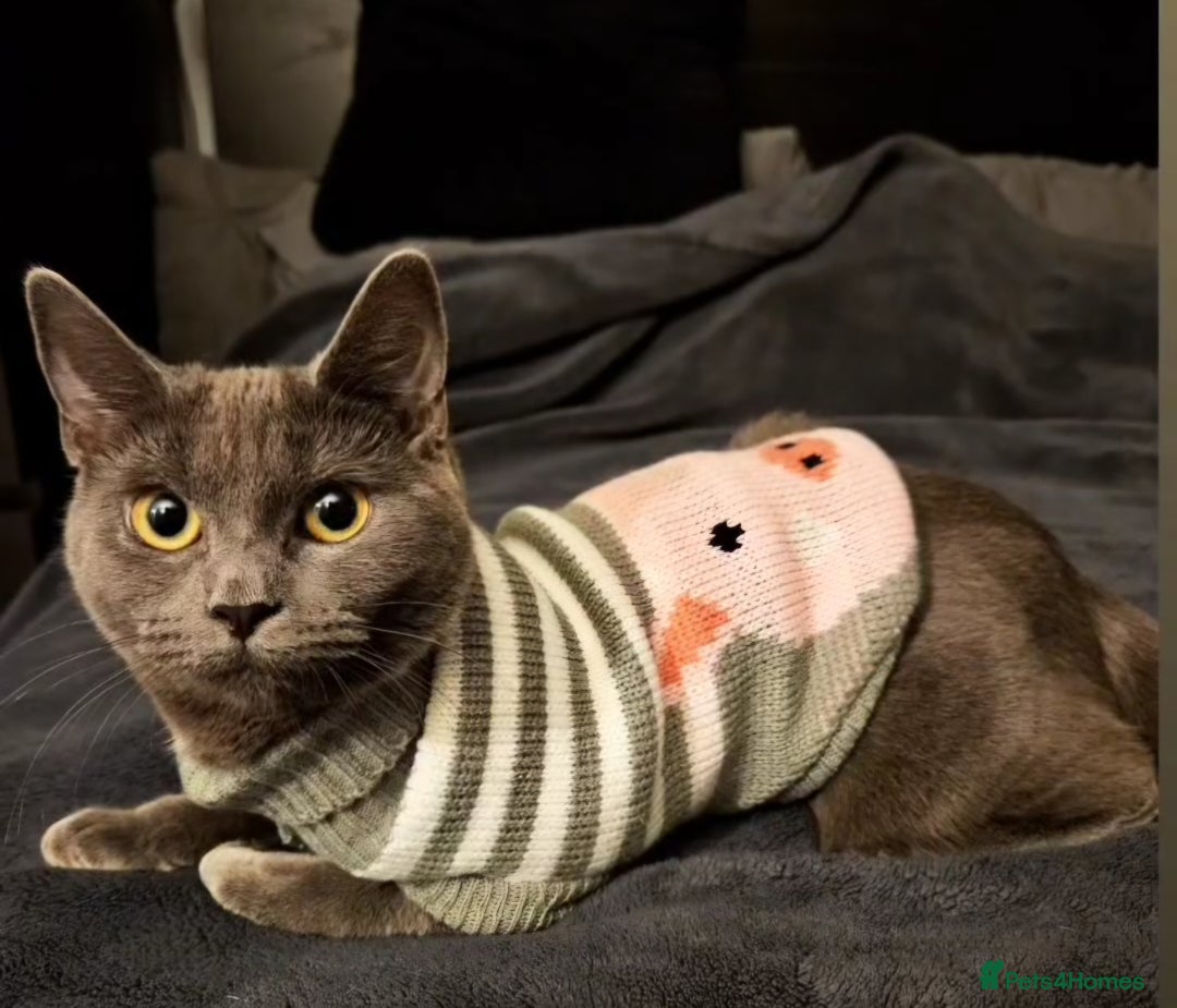 Domestic Shorthair cats for sale: Looking for new home/cat is free - Image 2