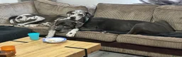 Great Dane dogs for sale: Planned Great Dane Litter – Blue x Harlequin - Advert 4