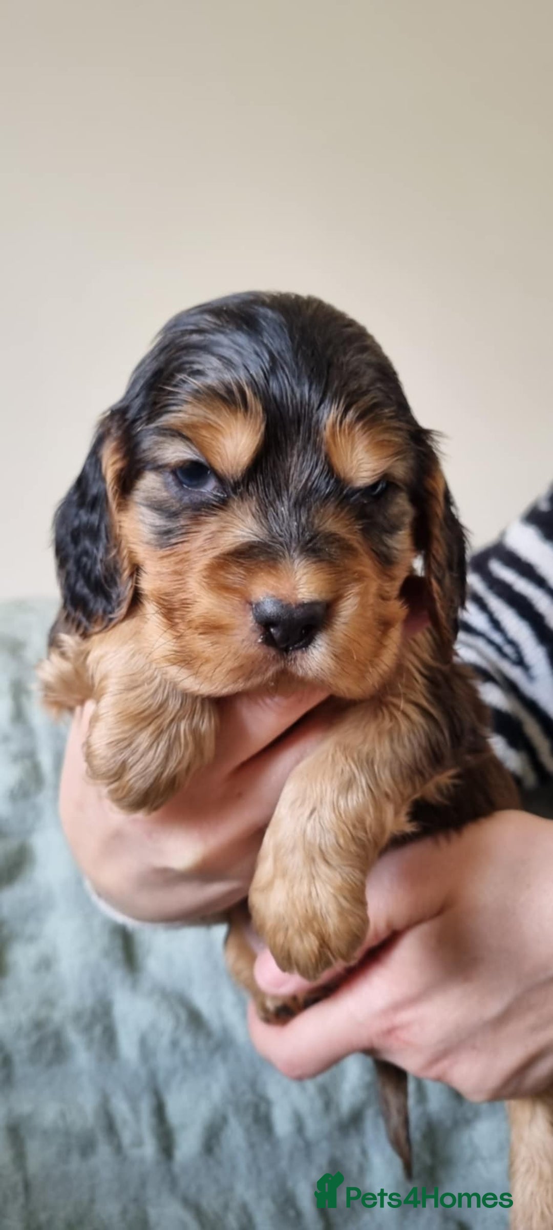 Cocker Spaniel dogs for stud: Proven male cocker spaniel  - Advert 7