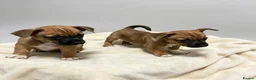 Jack Russell dogs for sale: Pedigree Miniature Jack Russel terrier  - Advert 4