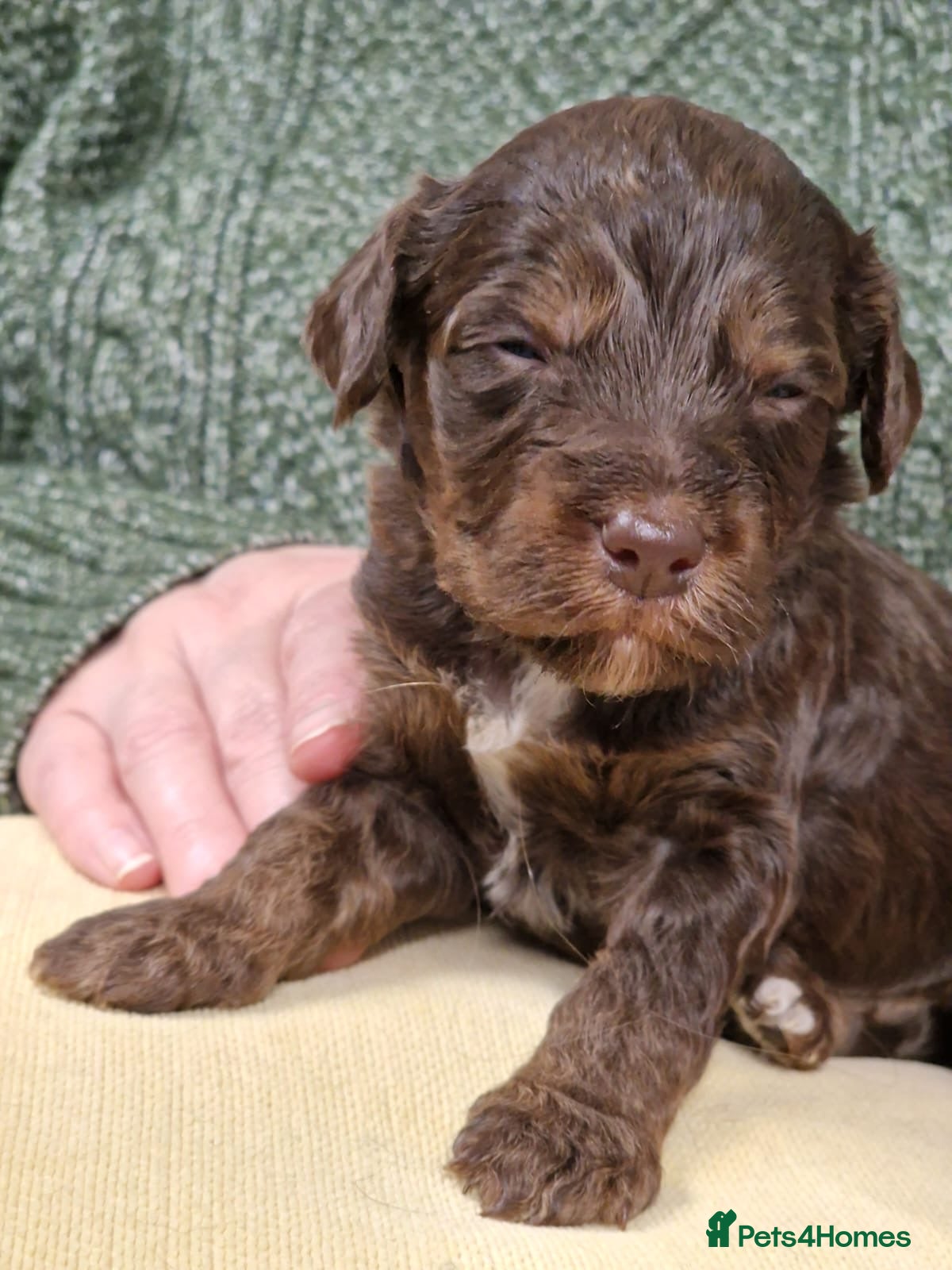 Cockapoo dogs Gorgeous Cockerpoochons  - Advert 11