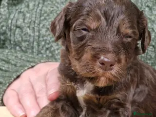 Cockapoo dogs Gorgeous Cockerpoochons - Advert 11