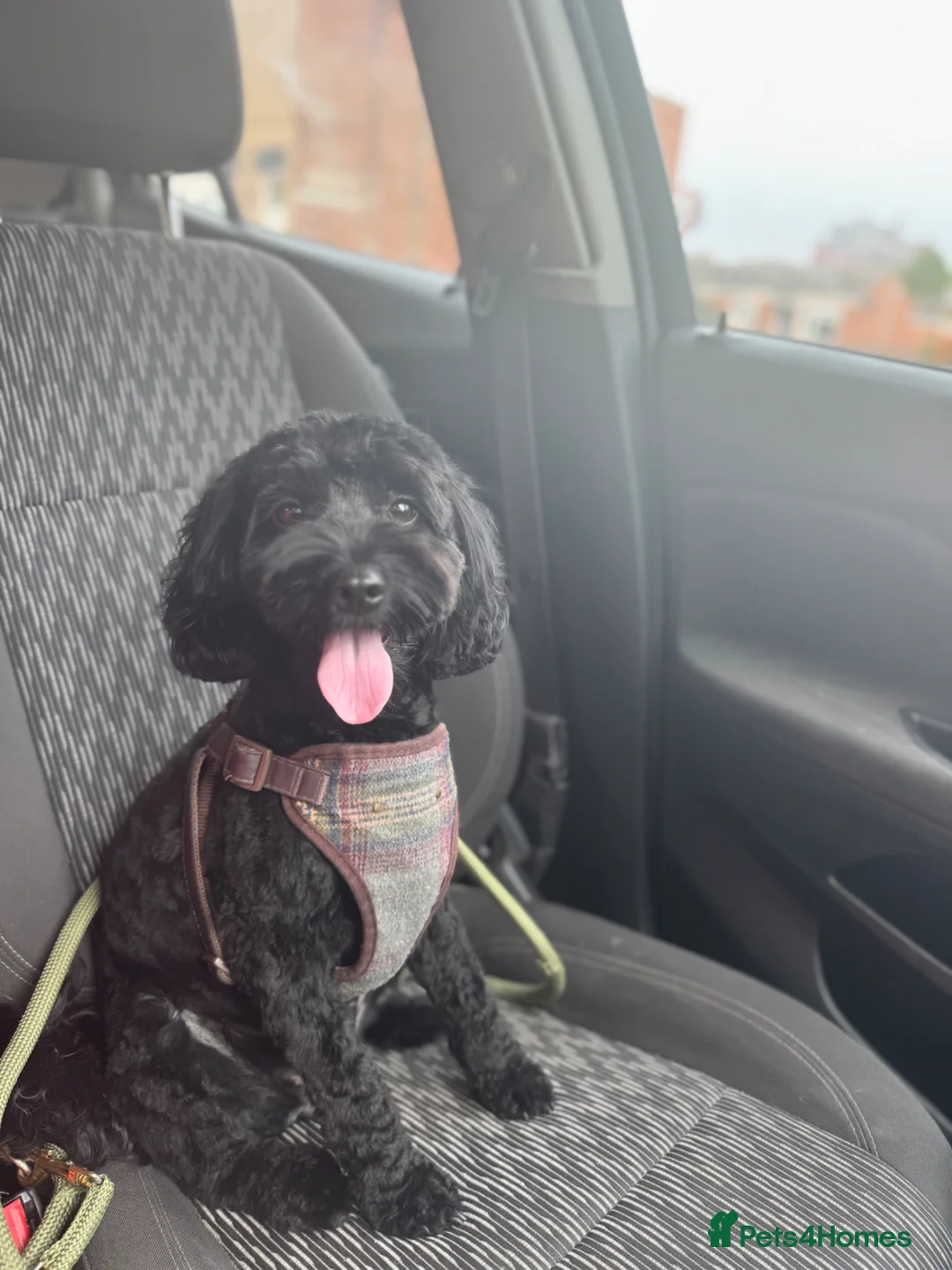 Mixed Breed dogs for sale: F1 cockapoo x Shih Tzu puppies  - Advert 4