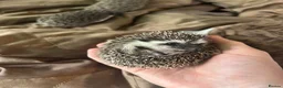 Pygmy Hedgehog rodents for sale: Two Gorgeous Hoglets for Loving Forever Homes - Advert 2