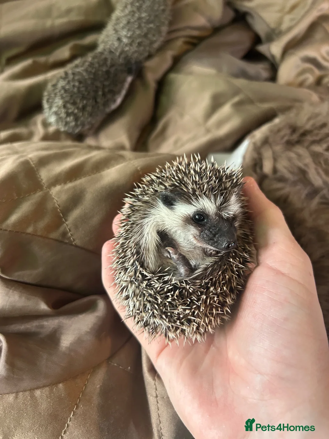 Pygmy Hedgehog rodents for sale: Two Gorgeous Hoglets for Loving Forever Homes - Advert 2