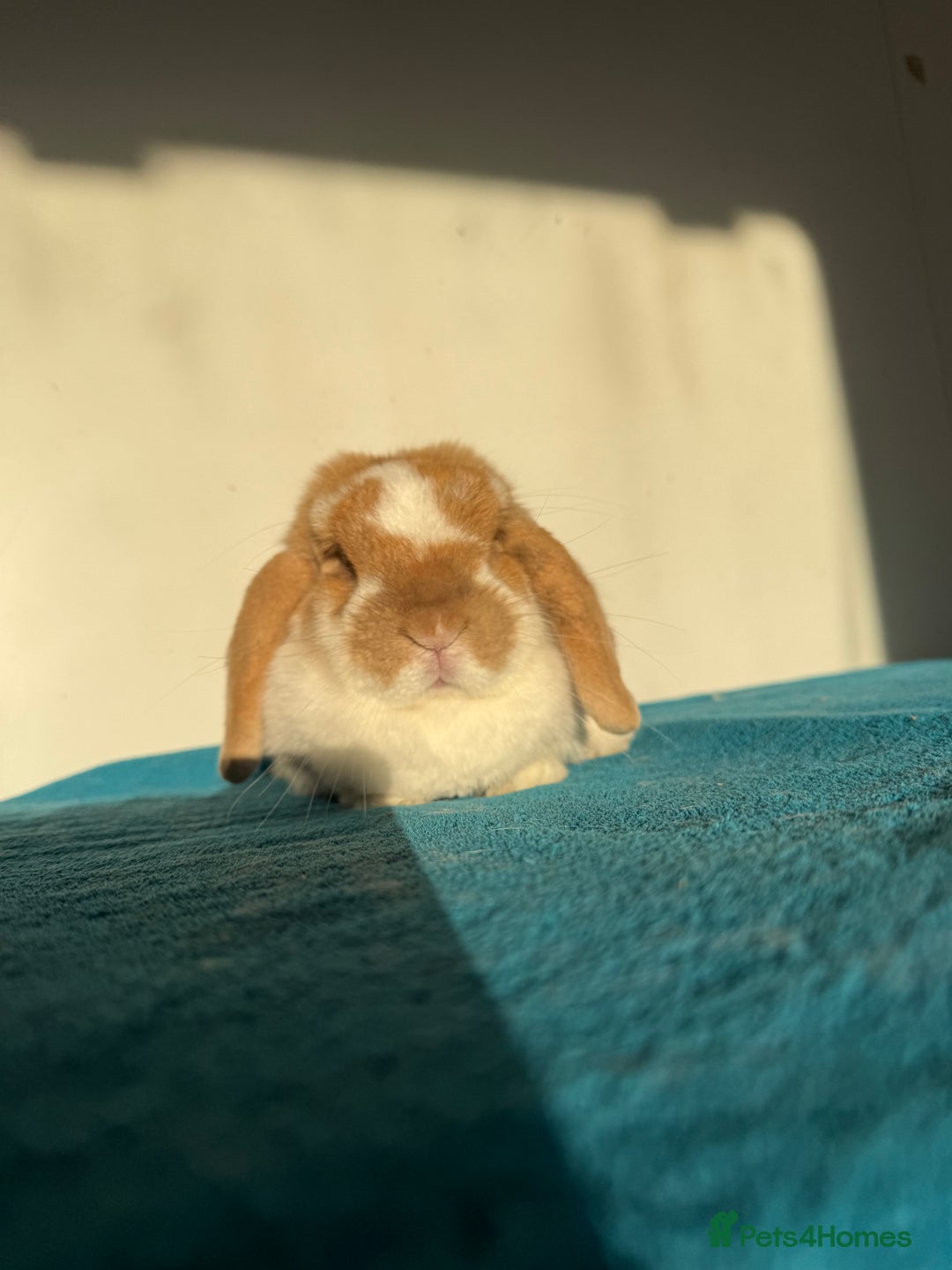 Mini Lop rabbits for sale: Adult female mini lop rabbit  - Advert 3