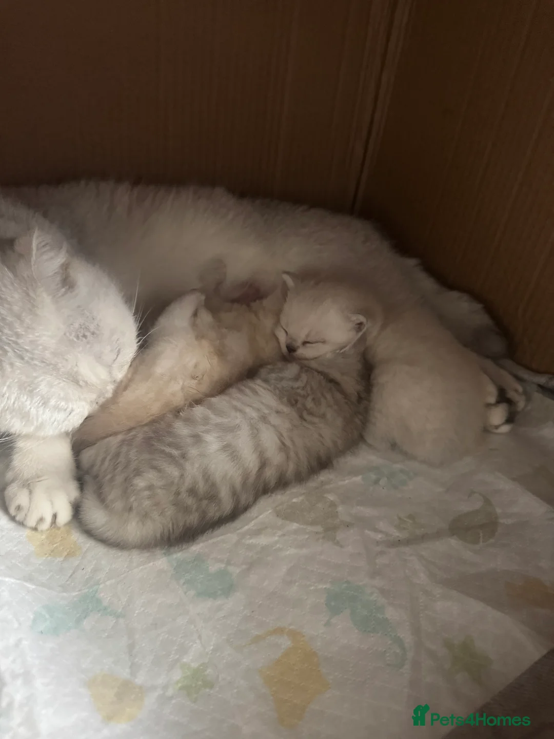Mixed Breed cats for sale: Scottish Fold × British Shorthair Kittens in Enfield - Advert 1