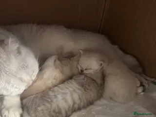 Mixed Breed cats Scottish Fold × British Shorthair Kittens - Advert 1