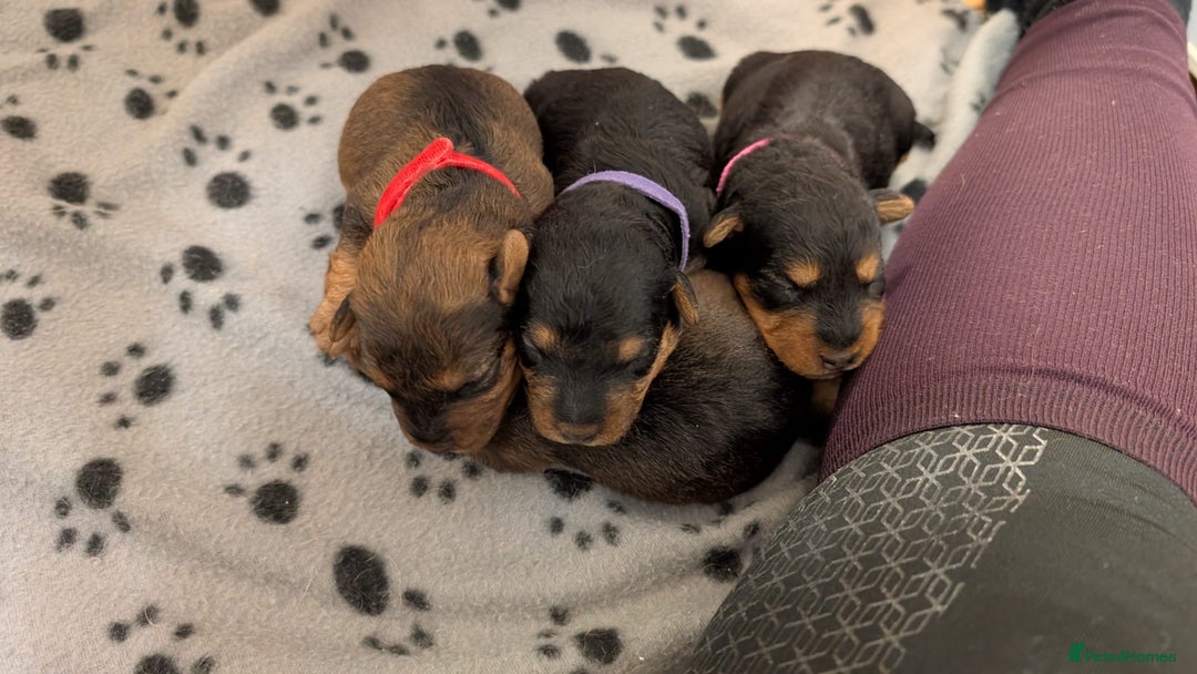 Lakeland Terrier dogs for sale: Lakeland Terrier pups - working style black & tan! - Image 25