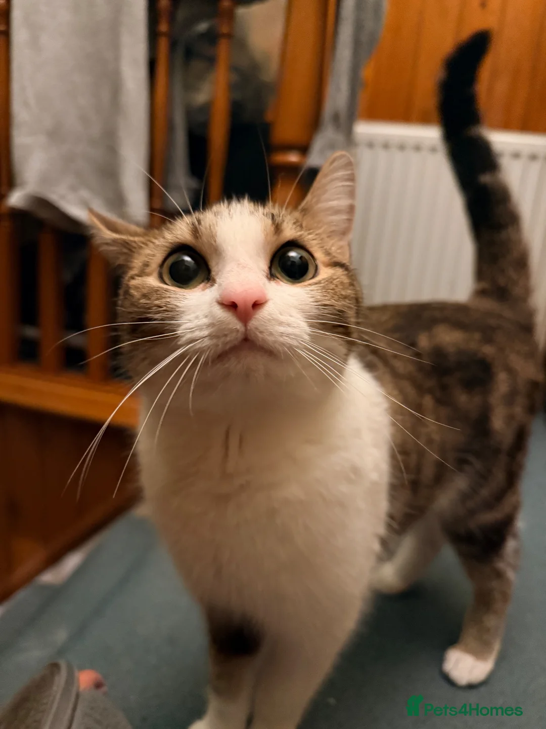 Mixed Breed cats for sale: Kittens  in West Bromwich - Advert 1