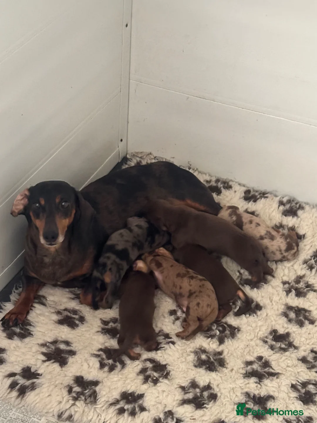 Dachshund dogs for sale: Beautiful Dachshund puppies  - Advert 1