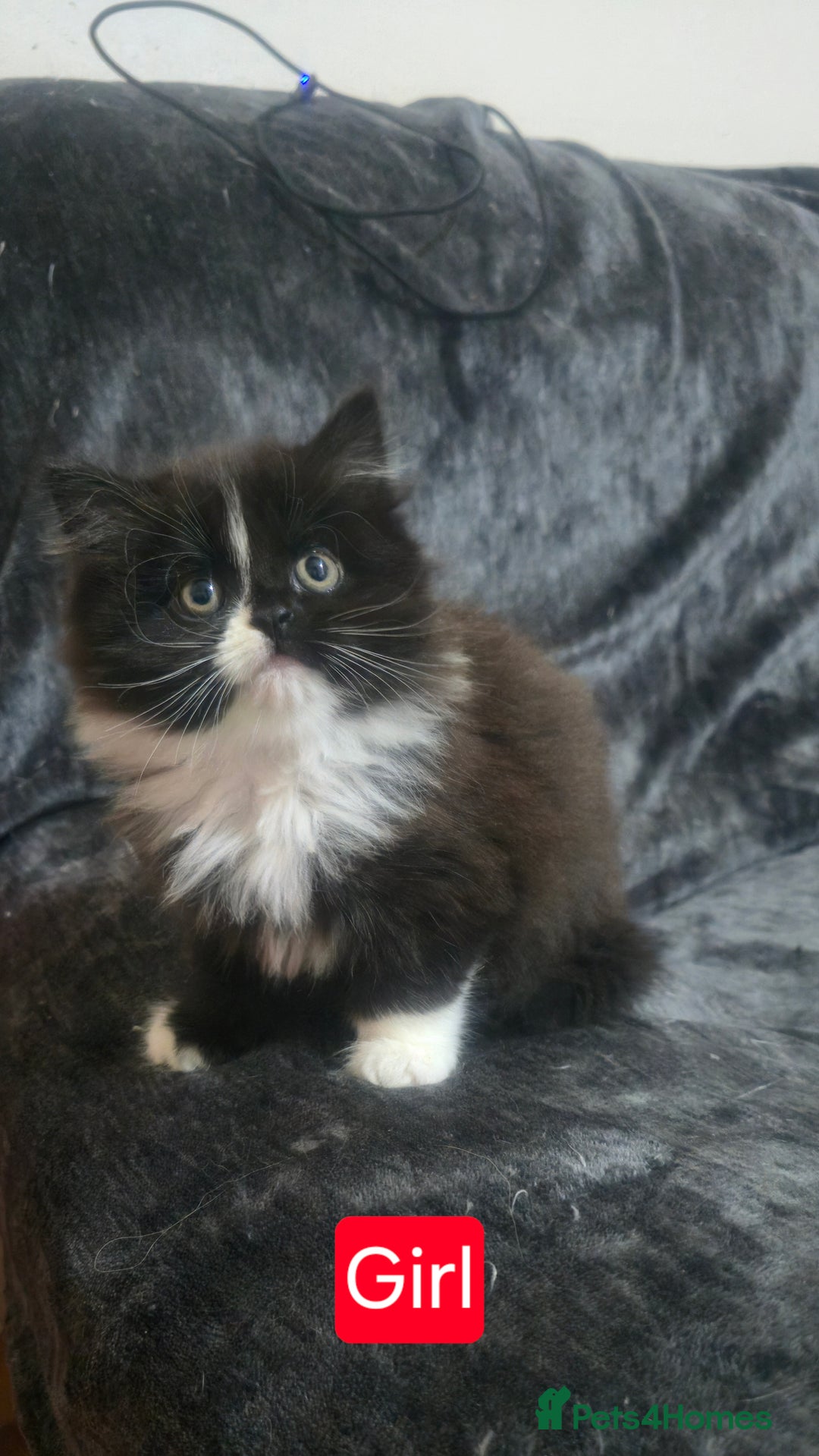 Mixed Breed cats for sale: Lovely Persian mixed kittens for sale - Advert 1