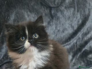 Mixed Breed cats Lovely Persian mixed kittens for sale - Advert 1