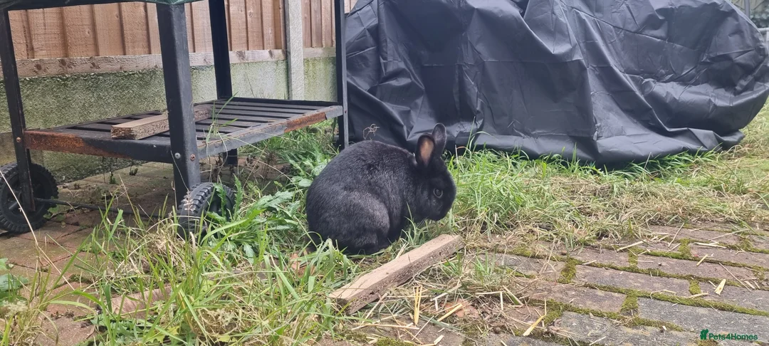 Mini Lop rabbits for sale: Male & Female rabbits  - Advert 4
