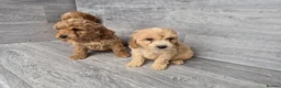 Cockapoo dogs for sale: Stunning red F1 cockapoo boys and girls READY NOW - Advert 8