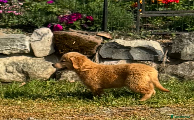 Golden Retriever dogs - Advert 1