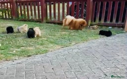 Pomeranian dogs for sale: 1 adorable Black Male Pomeranian Puppy for Sale - Image 6