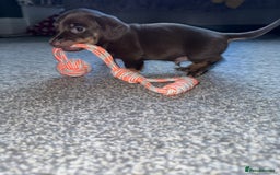 Dachshund dogs for sale: Dashaund - Image 5