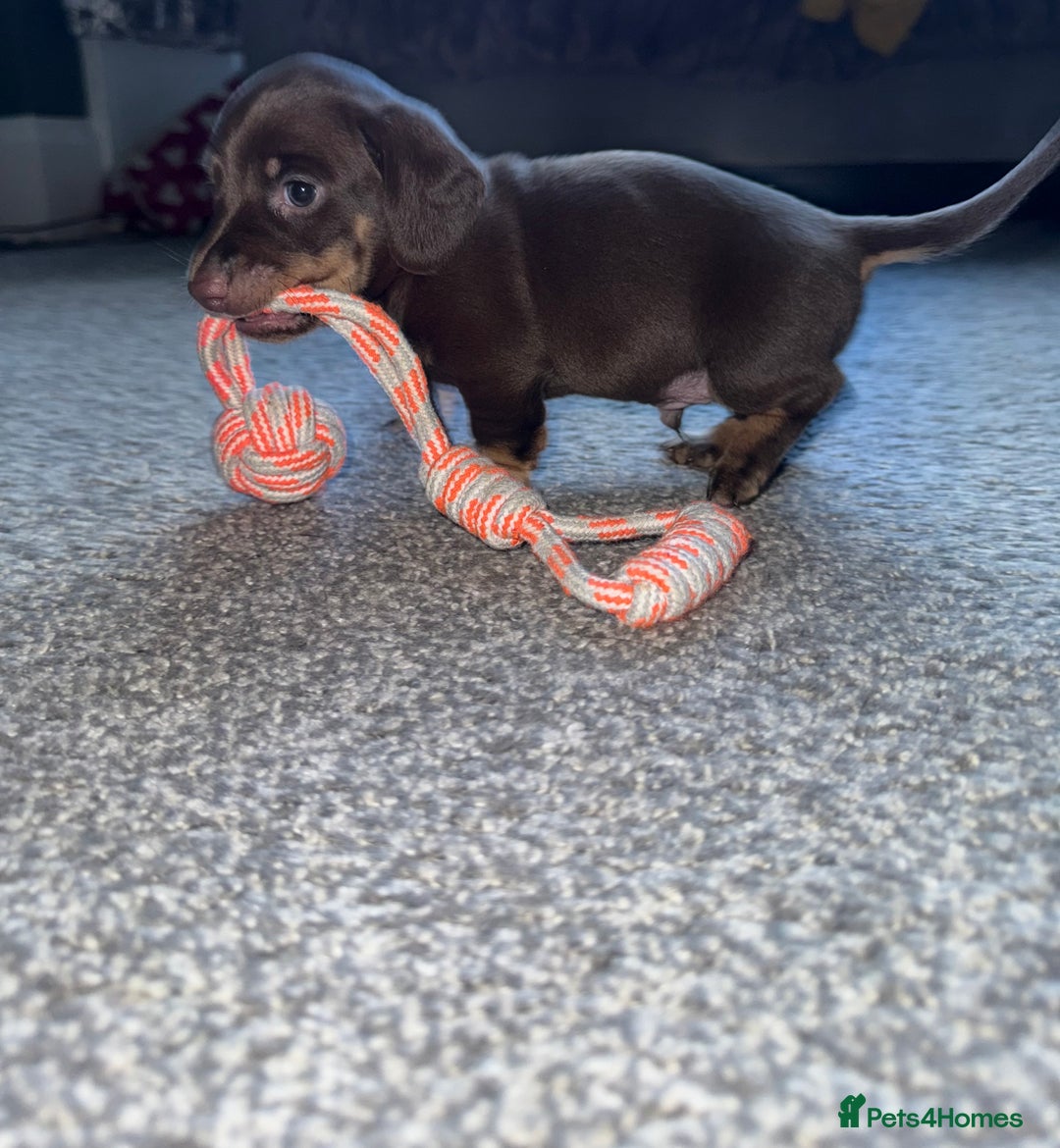 Dachshund dogs for sale: Dashaund - Image 5
