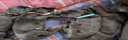 Field Spaniel dogs for sale: *Field Spaniel Puppies* Rare British Breed  - Advert 7