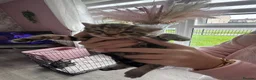 Mixed Breed cats for sale: Bengal x mixed litter - Advert 9