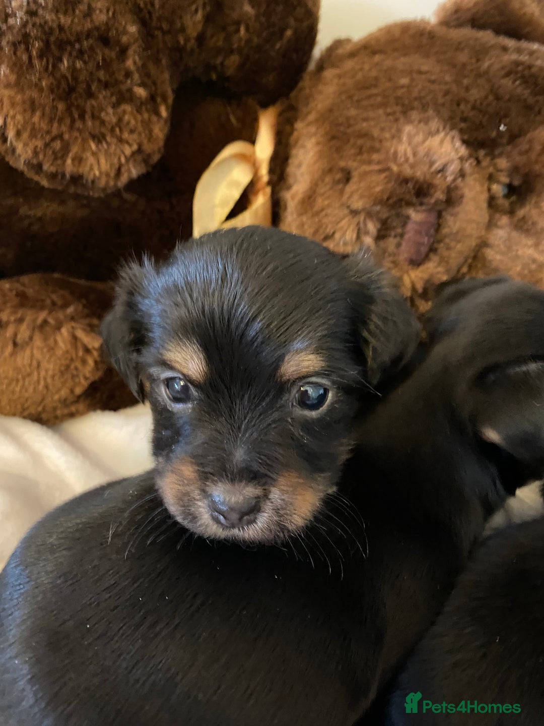 Jack Russell dogs for sale: Beautiful jacket Russell puppies for sale  - Advert 2