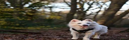White Swiss Shepherd dogs for sale: KC registerd Well-Trained White Swiss Shepherd - Advert 12
