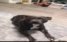 Staffordshire Bull Terrier dogs for sale: Last Two puppies left.  - Image 1