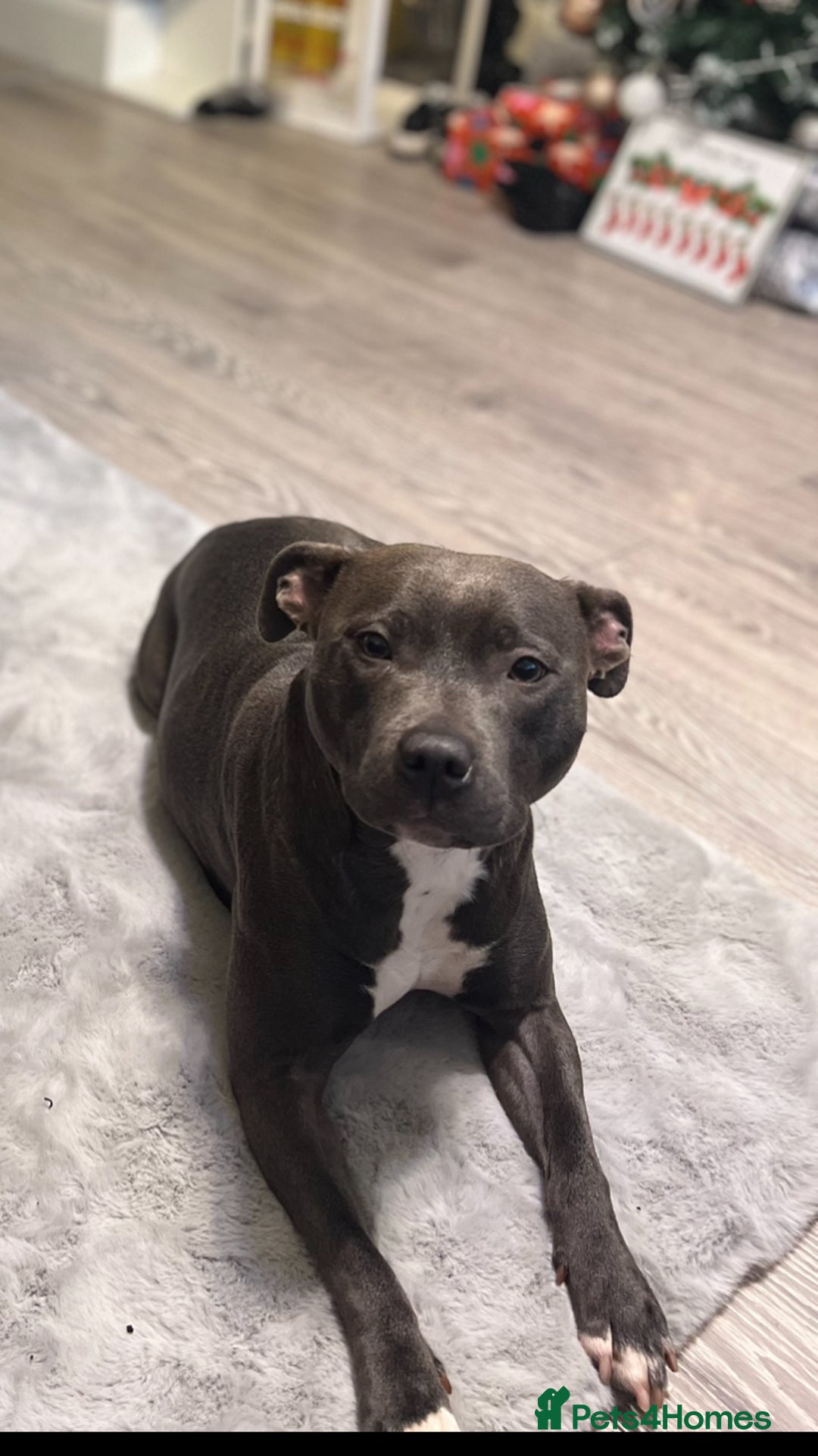 Staffordshire Bull Terrier dogs for sale: Last Two puppies left.  - Image 1
