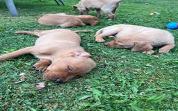 Labrador Retriever dogs for sale: Dark Red and Yellow KC reg DNA Clear Lab Puppies - Image 34