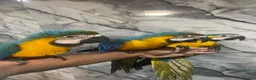 Macaws birds for sale: Baby HandReared Friendly Super Tame Cuddly Macaw in Nottingham - Advert 10