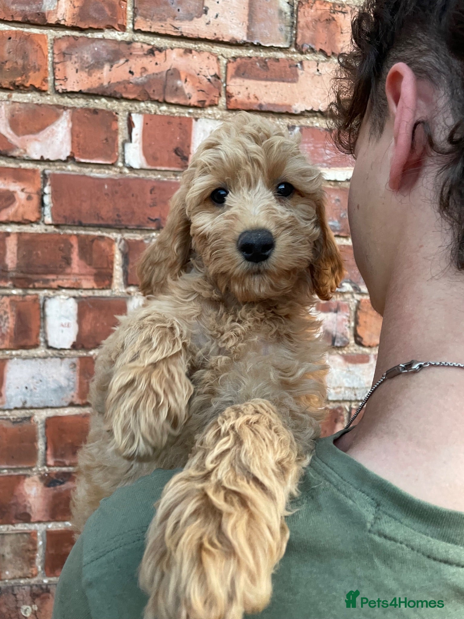 Mini Goldendoodle dogs Goldendoodle puppies  - Advert 2