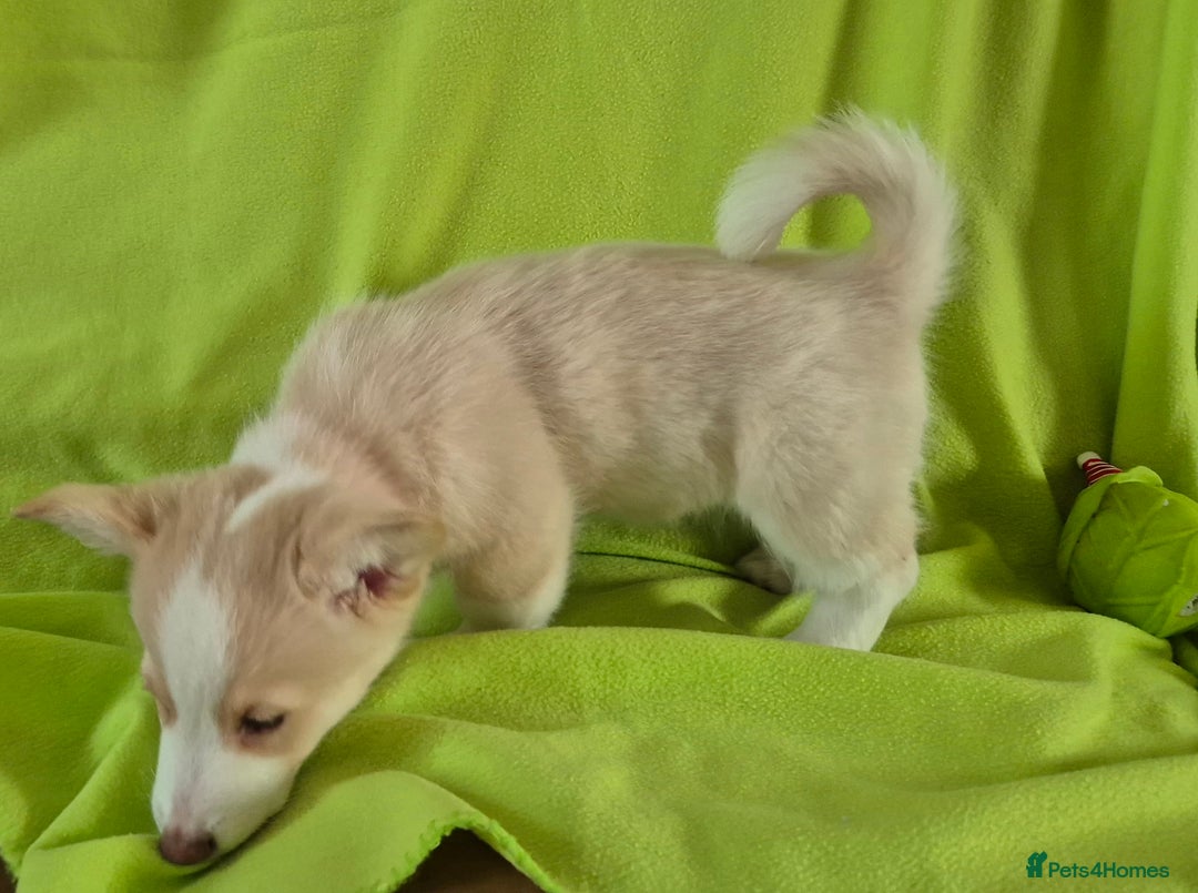 Welsh Corgi Pembroke dogs for sale: 8 Pembroke corgi puppy's - Advert 33