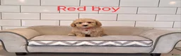 Poochon dogs for sale: F1 Poochon puppies 🥰 - Advert 18