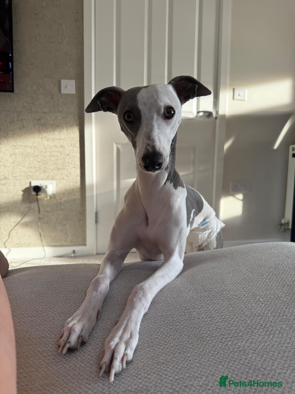 Whippet dogs for sale: Whippet - Advert 9