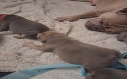 French Bulldog dogs for sale: French bulldogs - Image 25