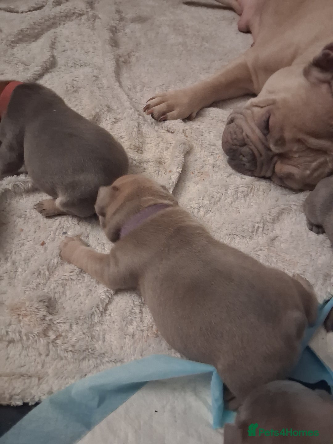 French Bulldog dogs for sale: French bulldogs - Image 25