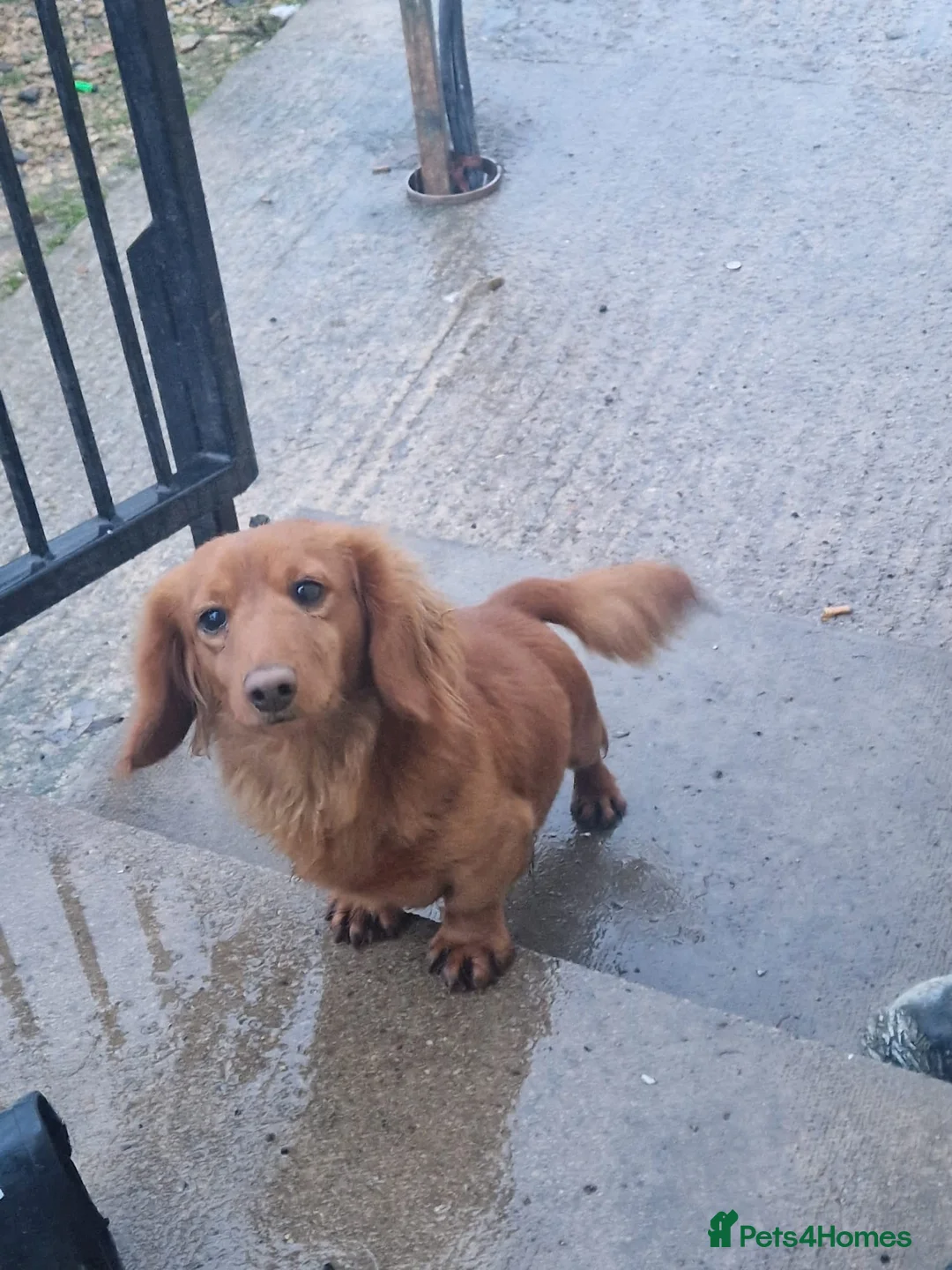 Miniature Dachshund dogs for sale: beautiful miniature dachshund puppies - Advert 2