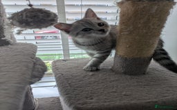 Mixed Breed cats for sale: 2 British Shorthair cross Ragdoll Boys Available  - Image 3