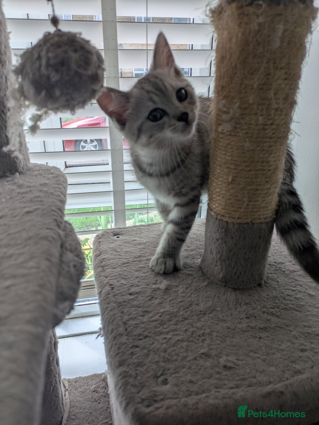 Mixed Breed cats for sale: 2 British Shorthair cross Ragdoll Boys Available  - Image 3