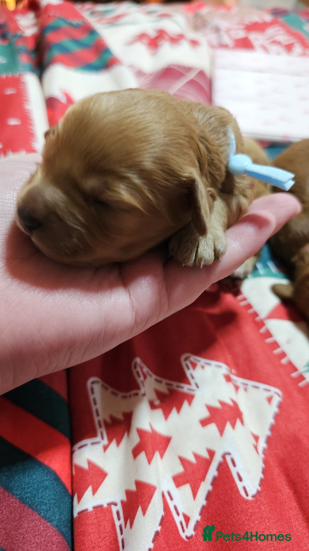 Cavapoo dogs for sale: Dashing Cavapoo Puppies  - Advert 26