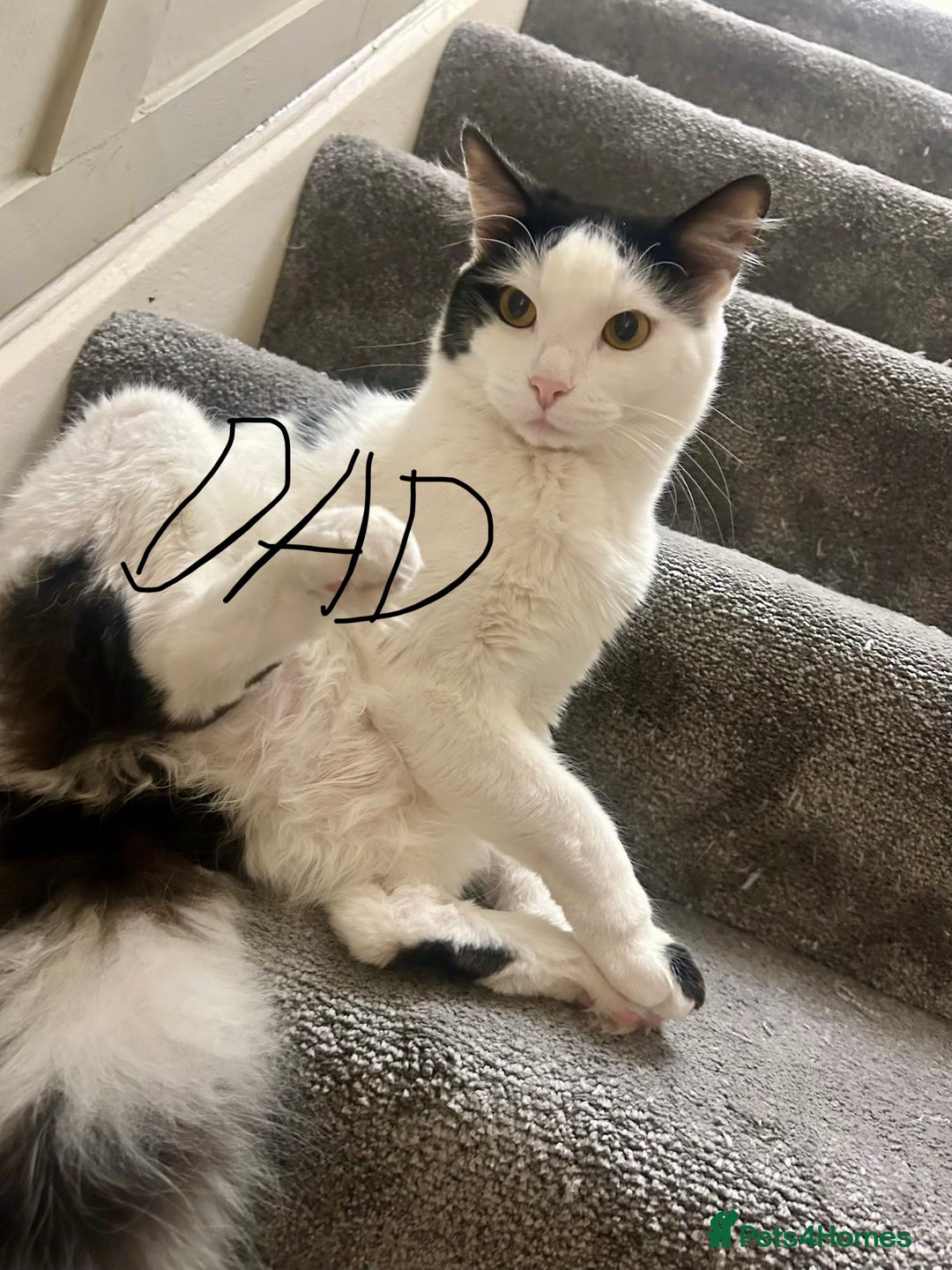 Domestic Shorthair cats for sale: Lovely Female Tabby & Tuxedo Kittens - Advert 2