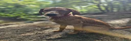 Labrador Retriever dogs for sale: Rex red fox lab in Yelverton - Advert 1