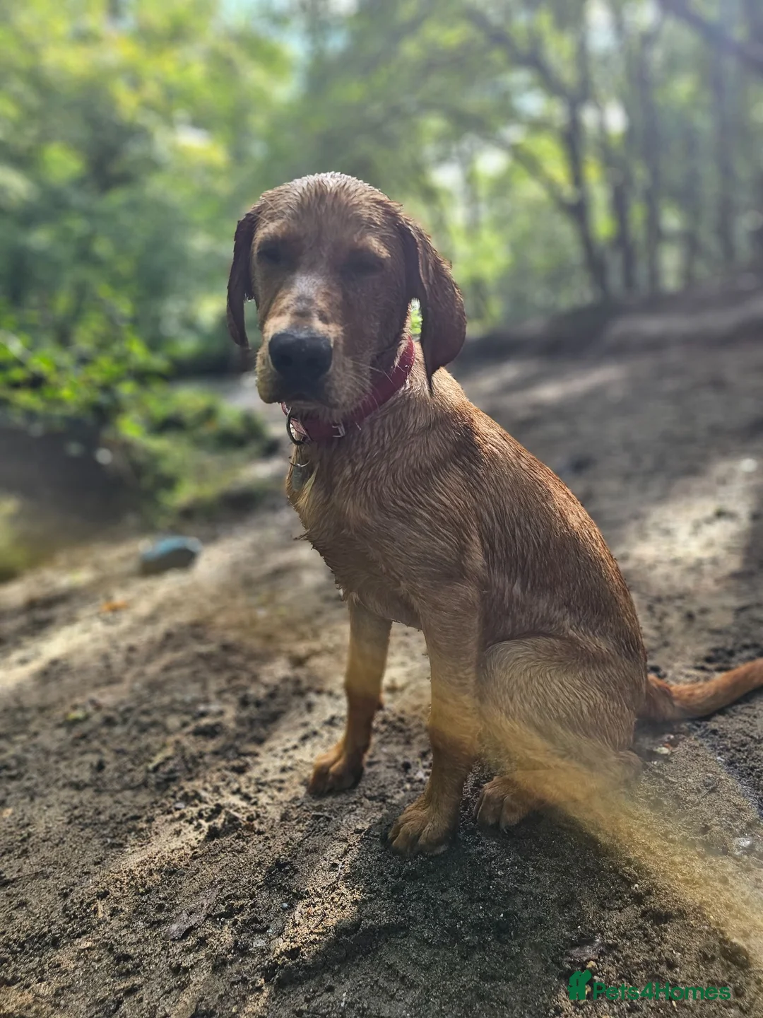 Labrador Retriever dogs for sale: Rex red fox lab in Yelverton - Advert 1