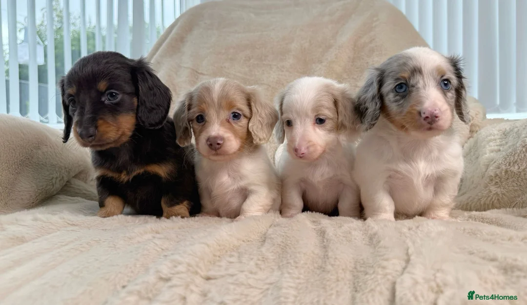 Miniature Dachshund dogs for sale: Kc miniature long haired dachshunds  in Scunthorpe - Advert 1