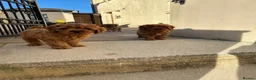 Cavapoo dogs for sale: Beautiful Cavapoo puppies  - Advert 7