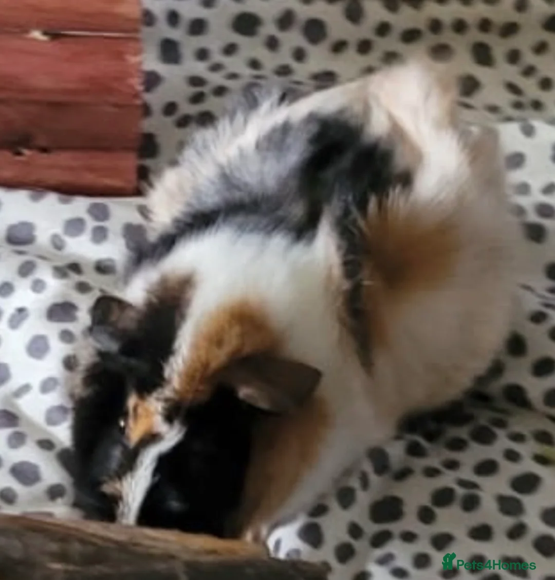 Guinea Pig rodents for sale: Female Guinea Pig in Todmorden - Advert 1