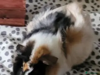 Guinea Pig rodents Female Guinea Pig - Advert 1